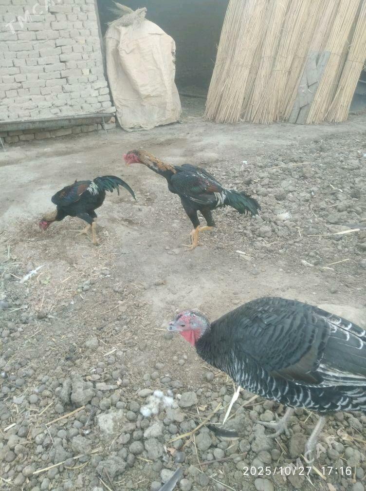 baysy - Türkmengala - img 5