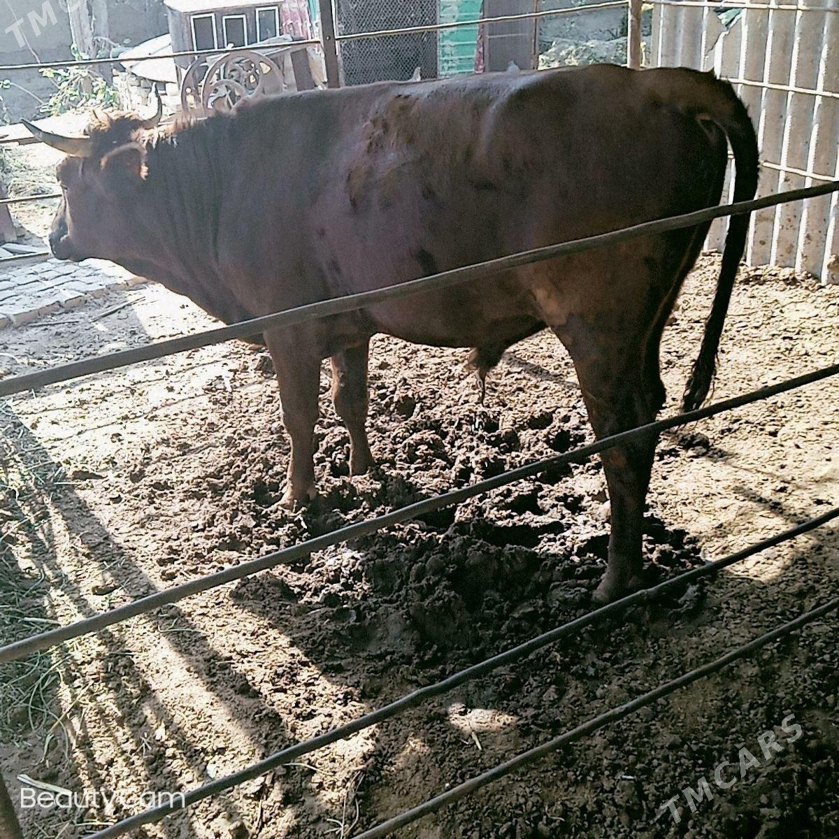 ókiz - Мургап - img 3