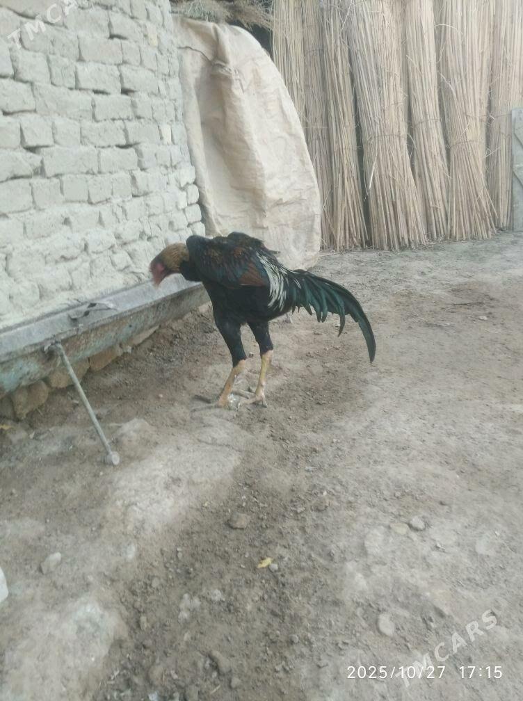 baysy - Türkmengala - img 2