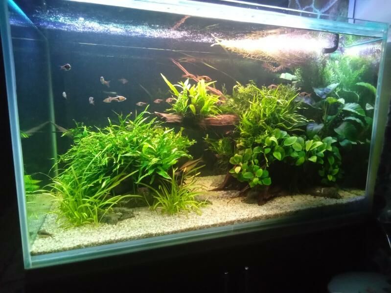 Аквариум травник - Aşgabat - img 4