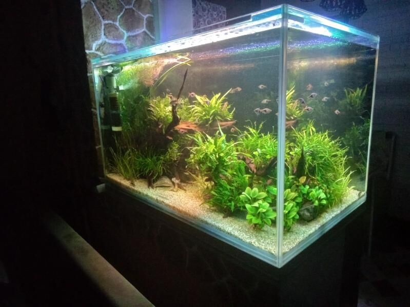 Аквариум травник - Aşgabat - img 7