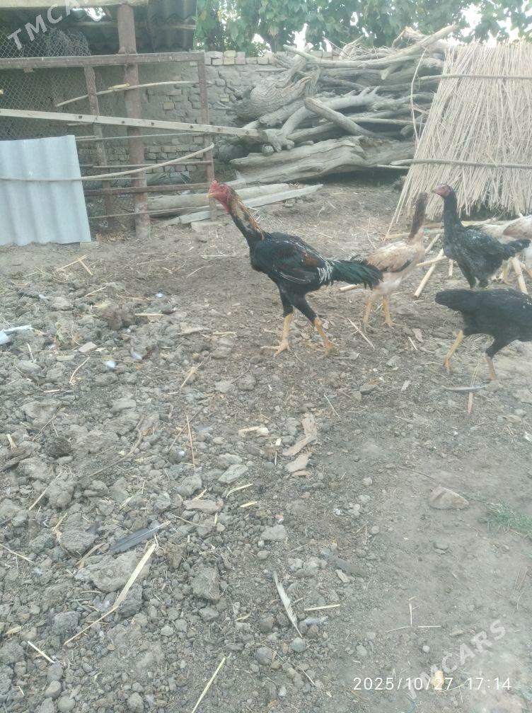 baysy - Türkmengala - img 3