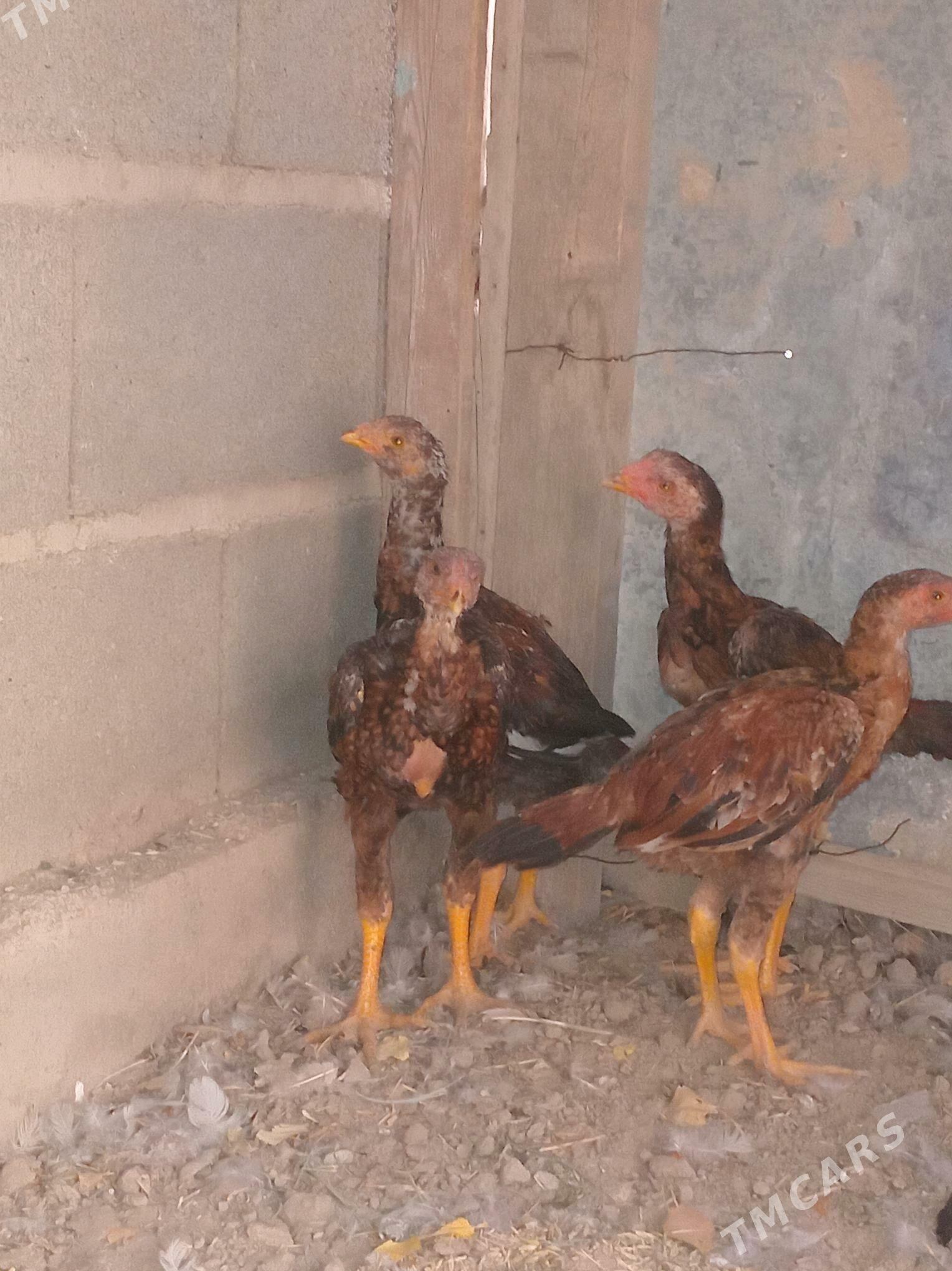 taşkent jüje - Kaka - img 2