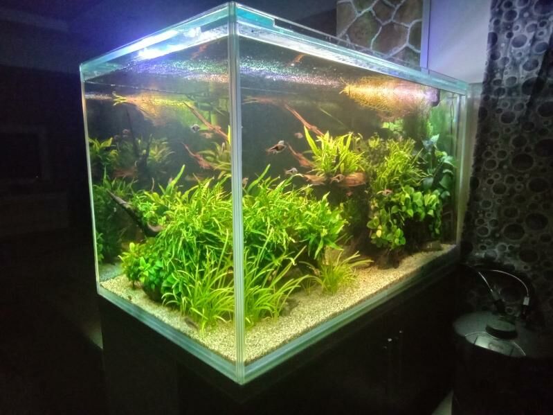 Аквариум травник - Aşgabat - img 5