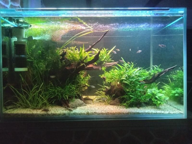 Аквариум травник - Aşgabat - img 6