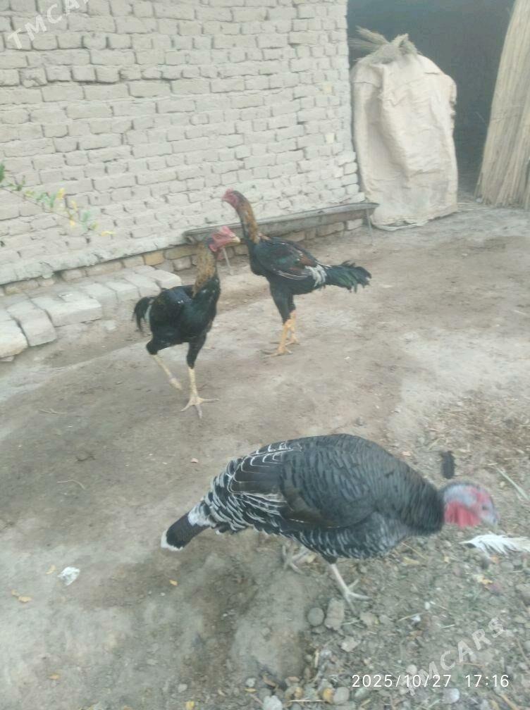 baysy - Türkmengala - img 4