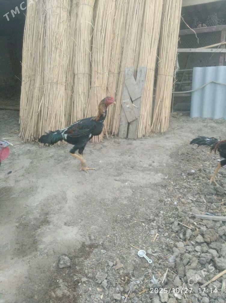 baysy - Türkmengala - img 1