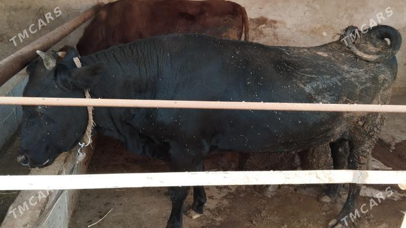 bakylan öküzler - Бабадайхан - img 3