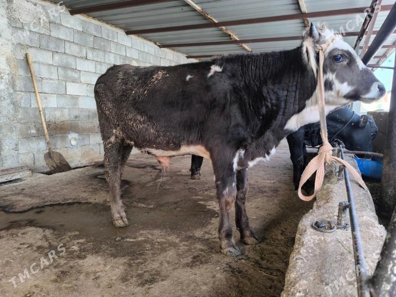 okuz - Херрикгала - img 2