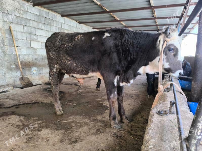 okuz - Херрикгала - img 3