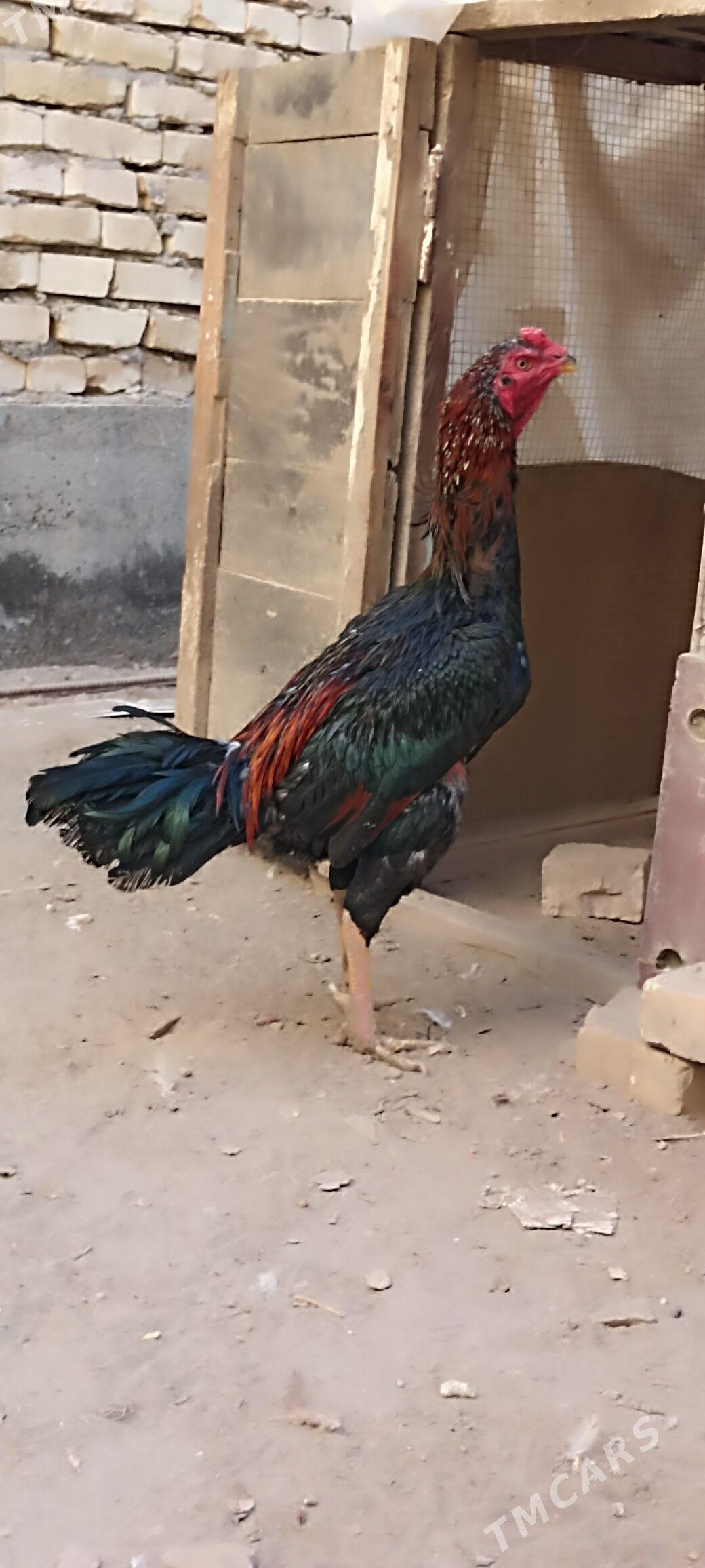 horaz - Çärjew - img 3