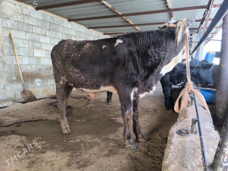 okuz - Херрикгала - img 1