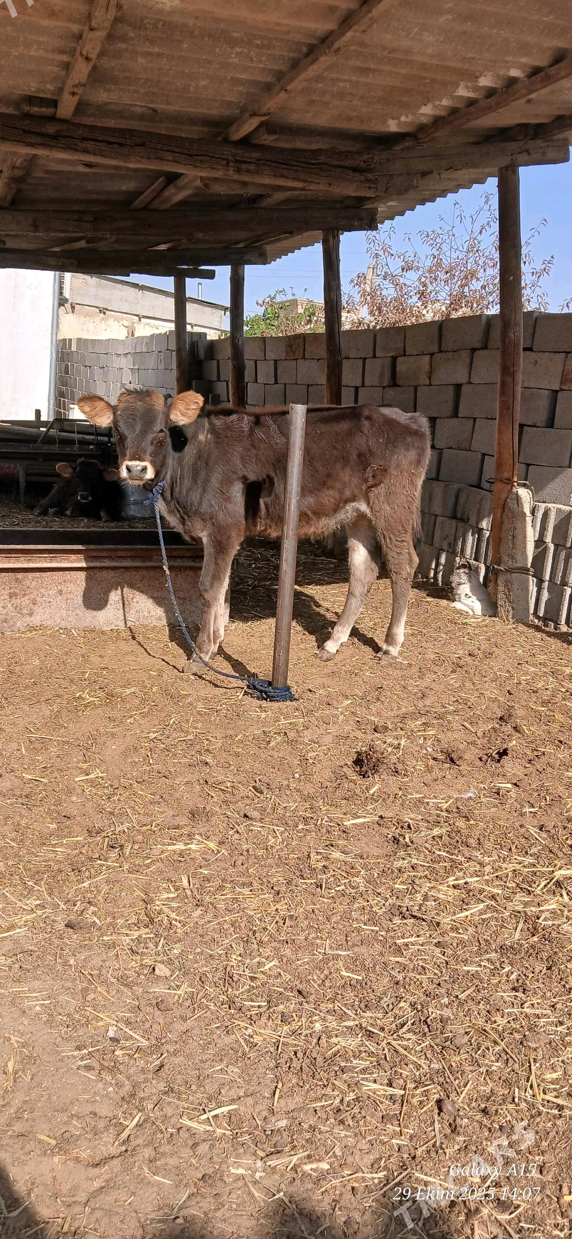 Tuwe - Bäherden - img 2