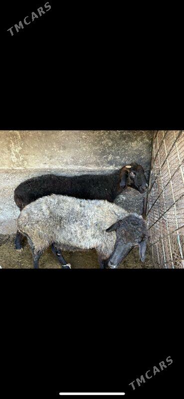 goyun - Aşgabat - img 1