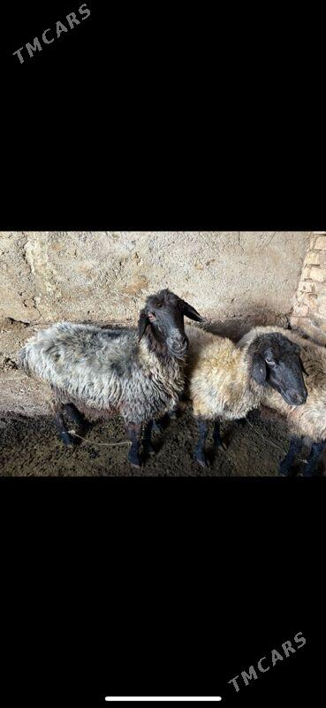 goyun - Aşgabat - img 5