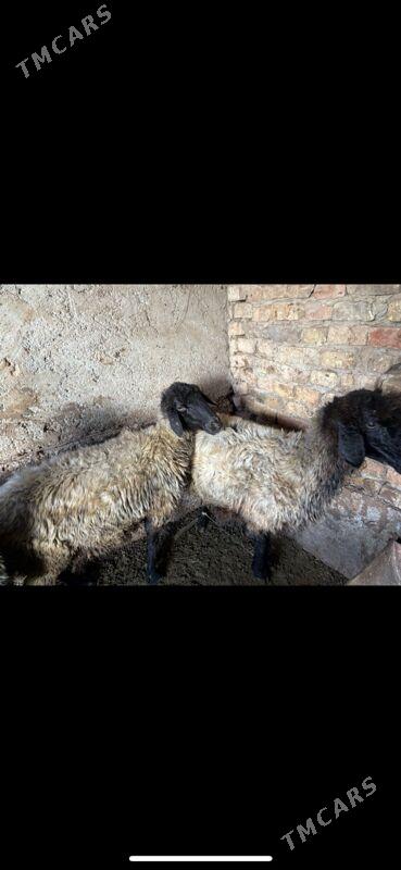 goyun - Aşgabat - img 6