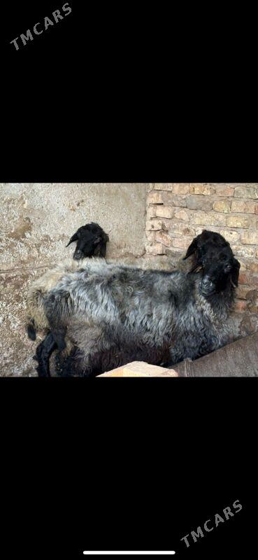 goyun - Aşgabat - img 3