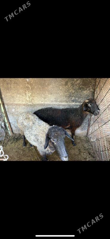 goyun - Aşgabat - img 2