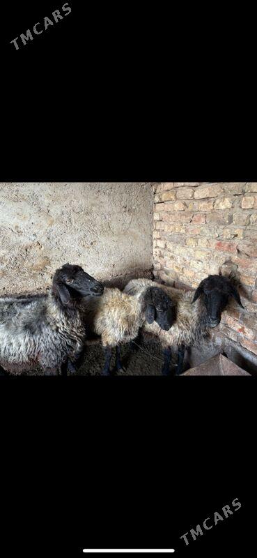 goyun - Aşgabat - img 4