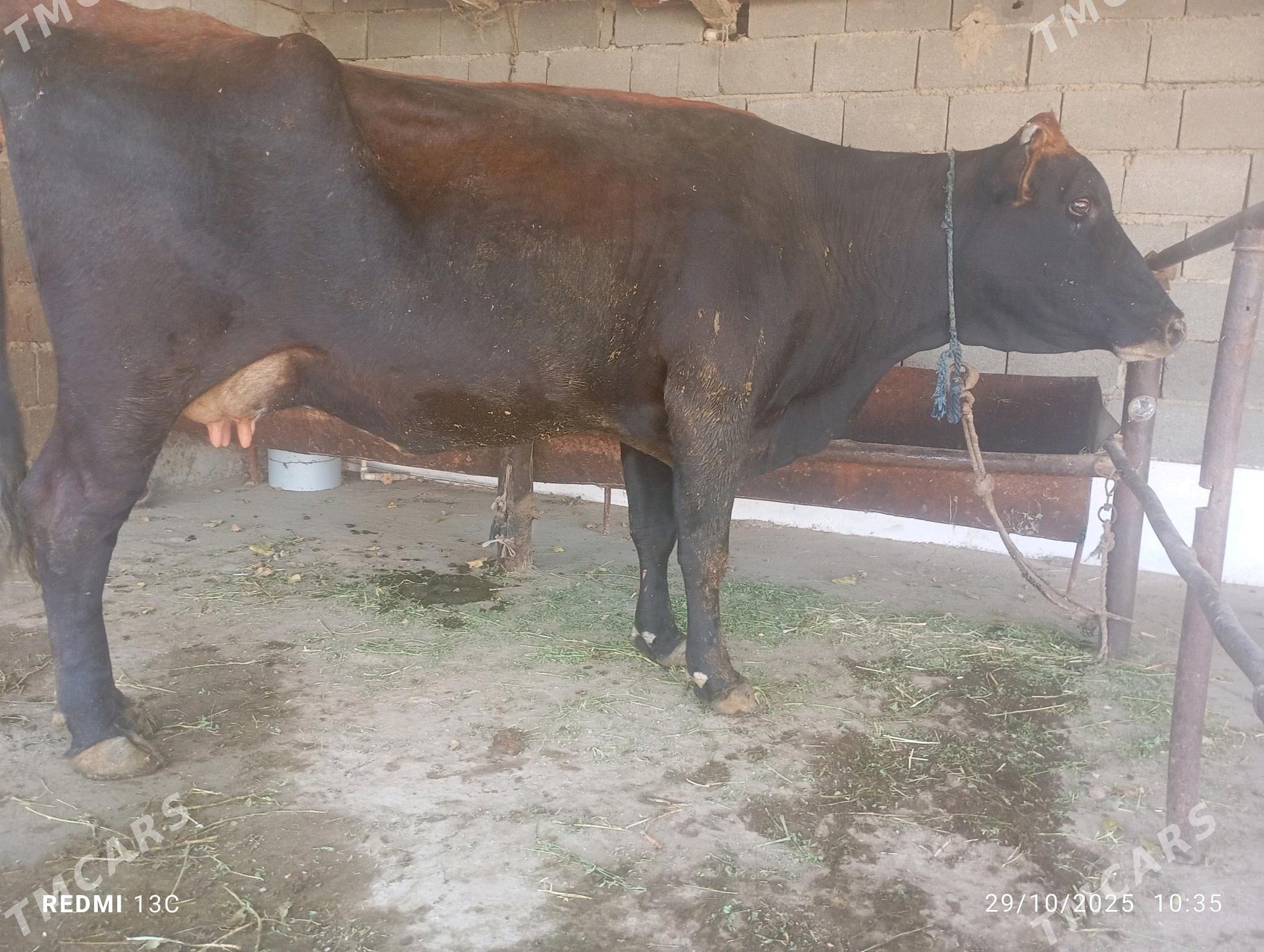 sygyr - Bäherden - img 4