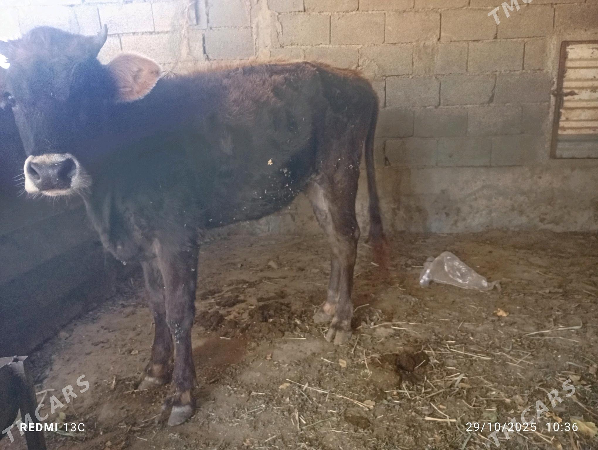 sygyr - Bäherden - img 3