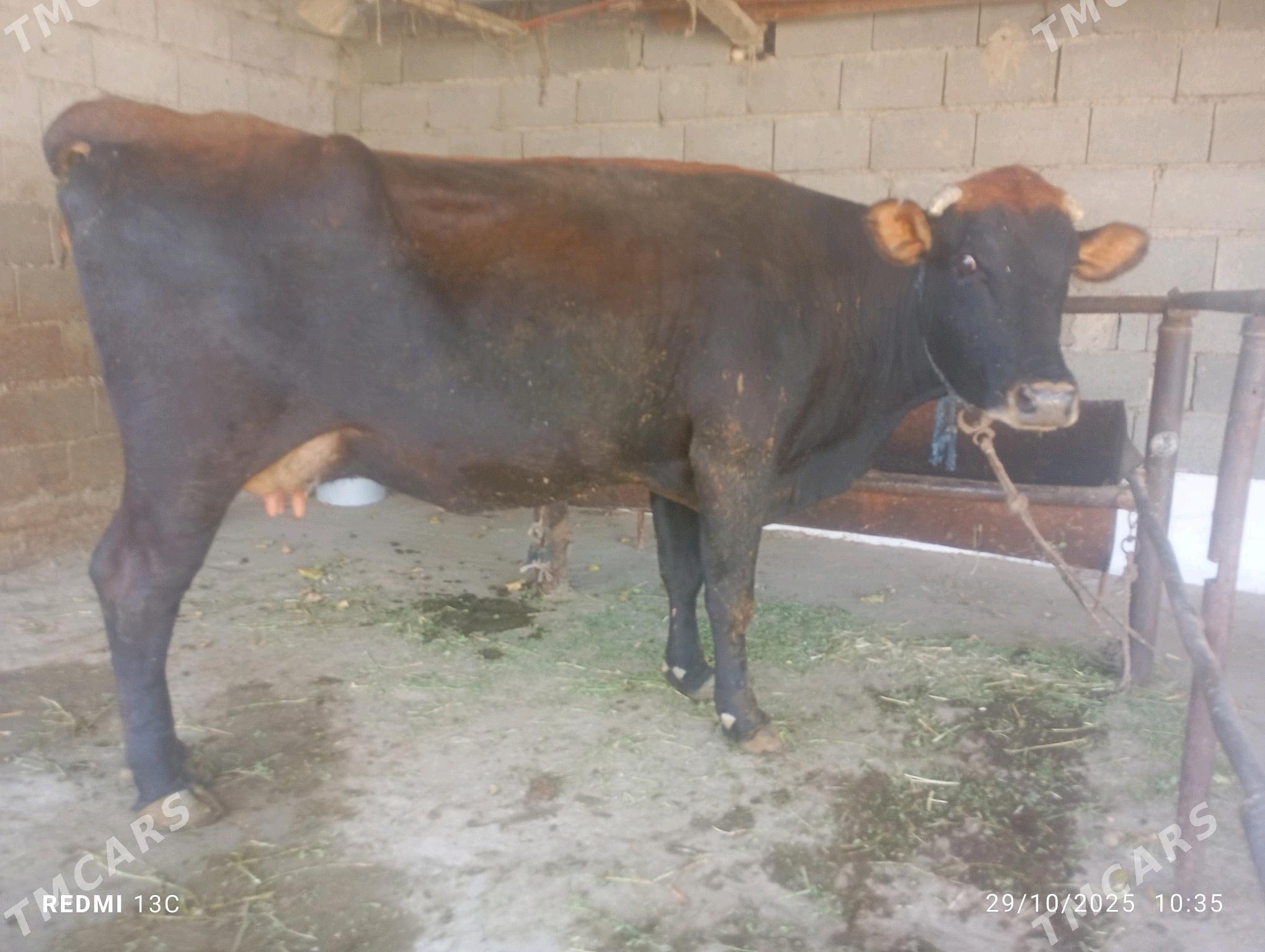 sygyr - Bäherden - img 5