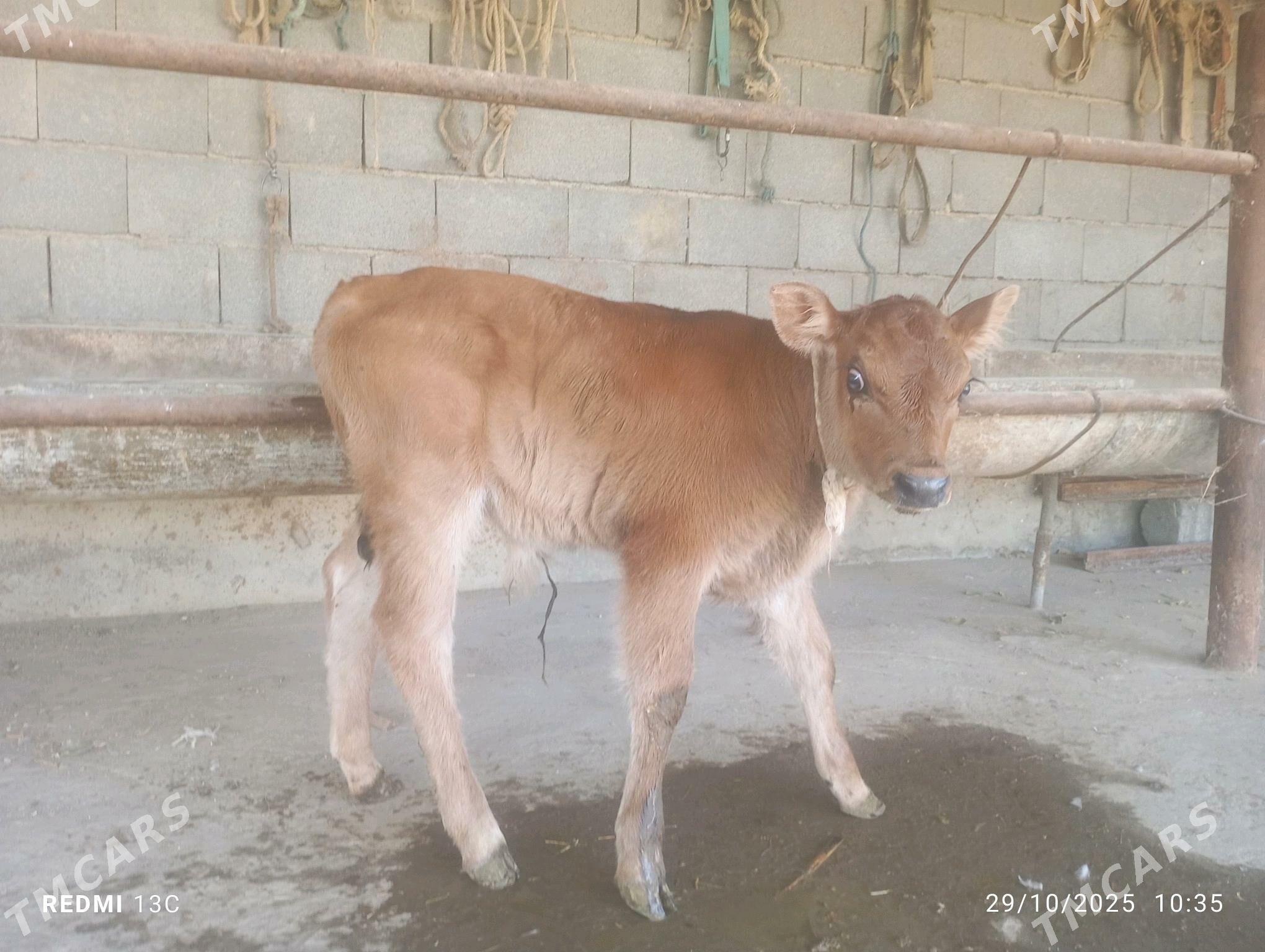 sygyr - Bäherden - img 6