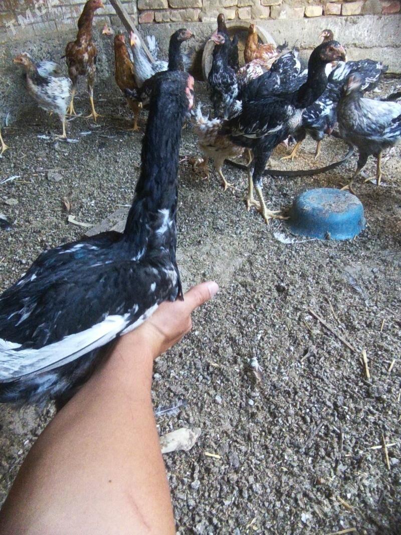 juje - Туркменабат - img 2