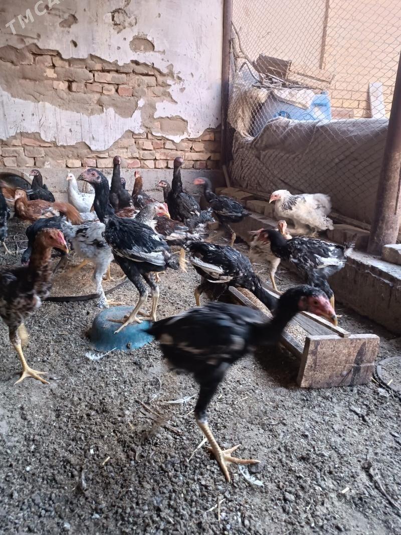 juje - Туркменабат - img 5