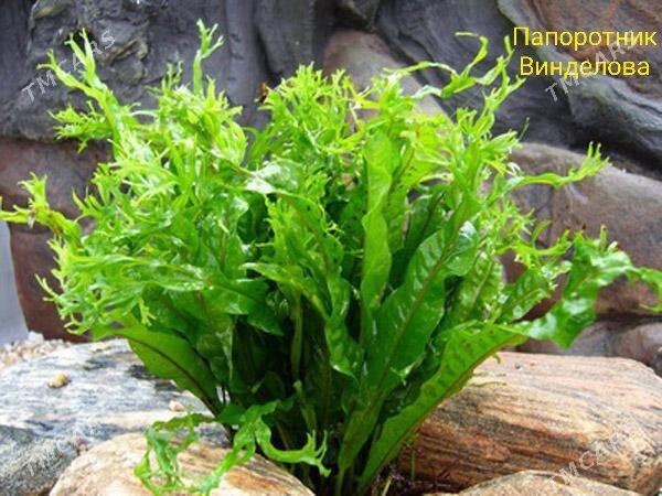 Аквариумные растения - Ашхабад - img 3