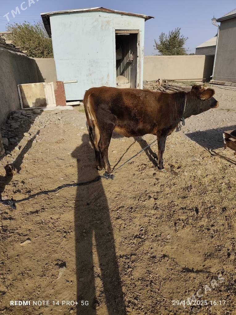 Tüwe - Babadaýhan - img 3