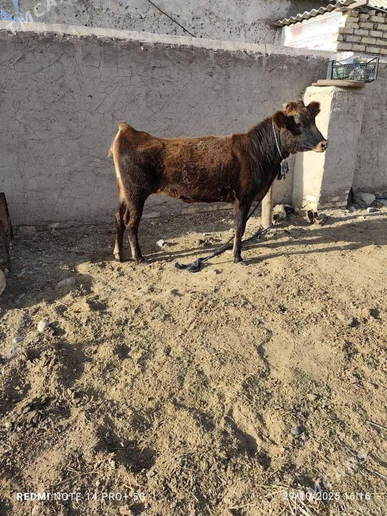 Tüwe - Babadaýhan - img 1