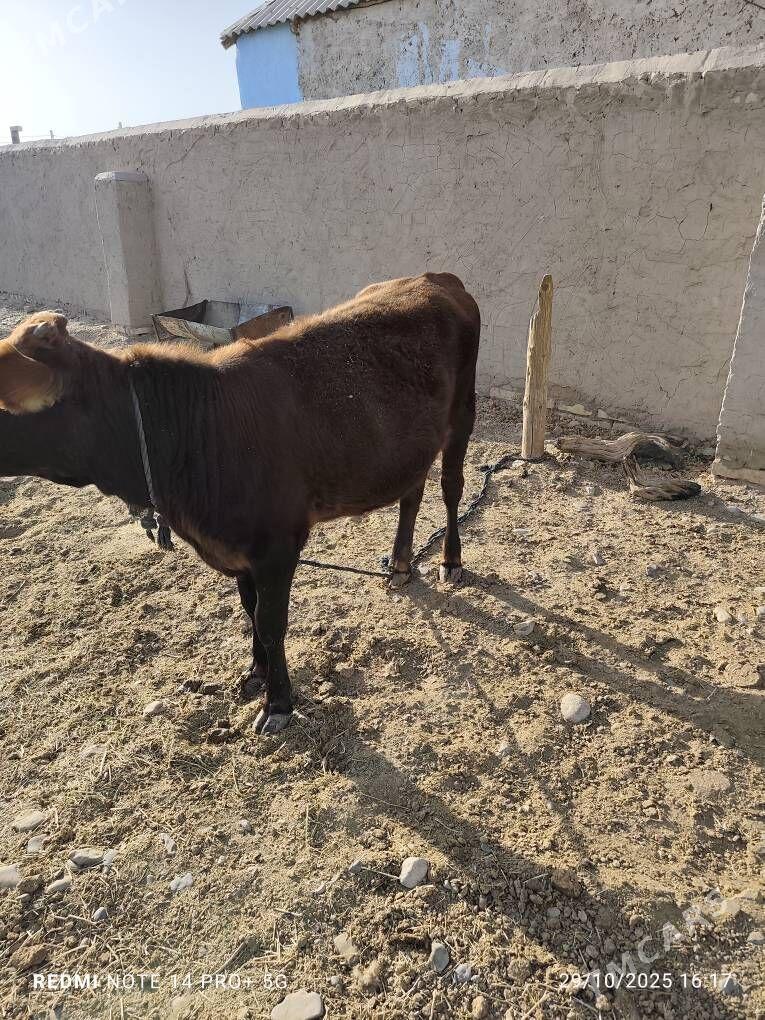 Tüwe - Babadaýhan - img 2