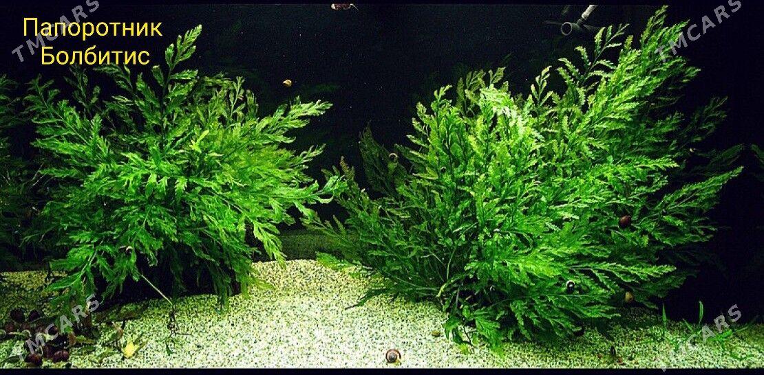 Аквариумные растения - Ашхабад - img 4