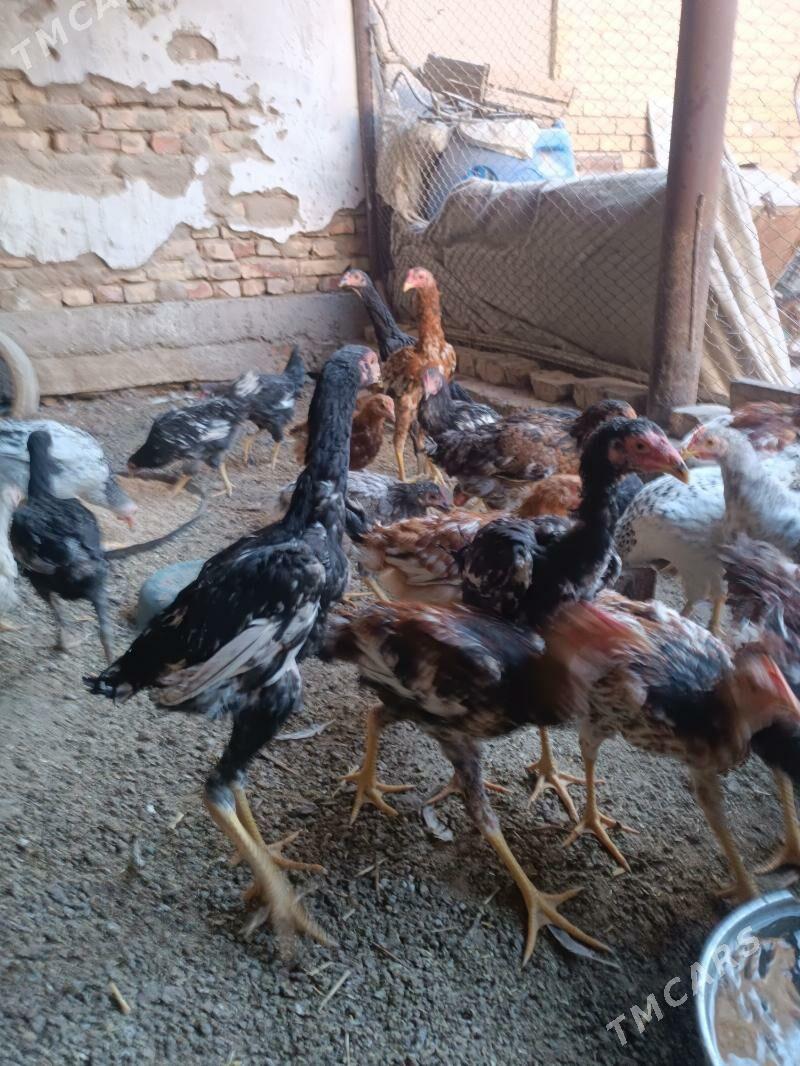 juje - Туркменабат - img 6