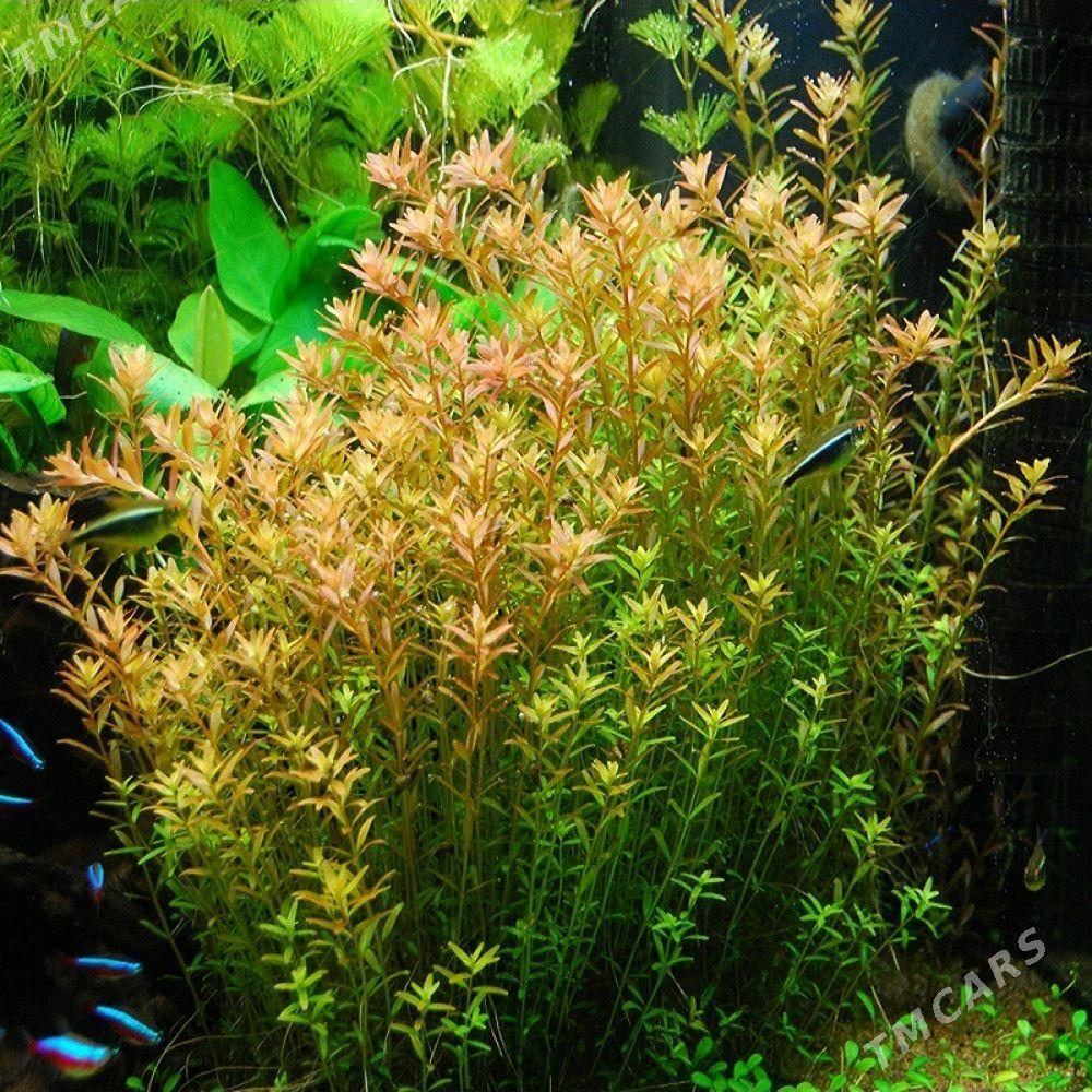 Аквариумные растения - Ашхабад - img 5