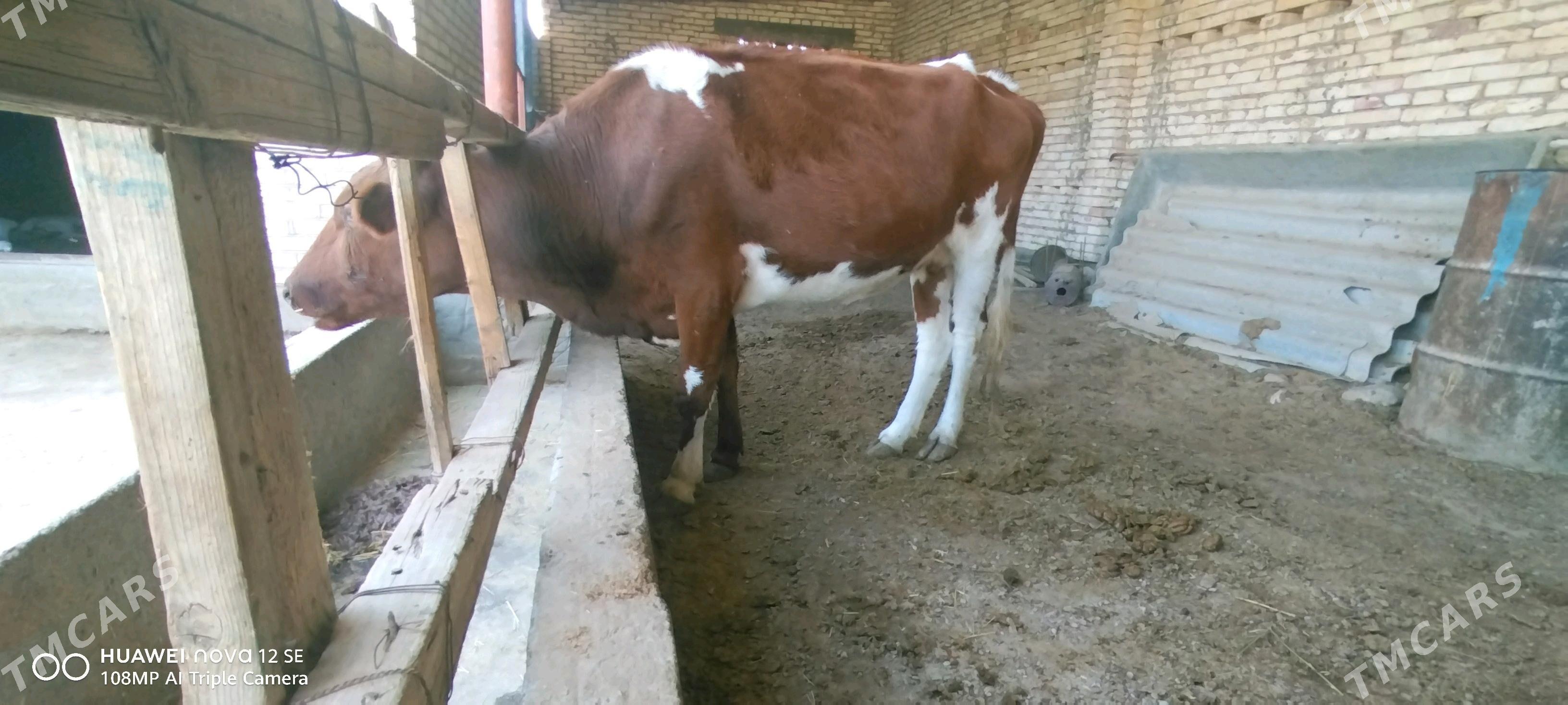 Sygyrr - Babadaýhan - img 2