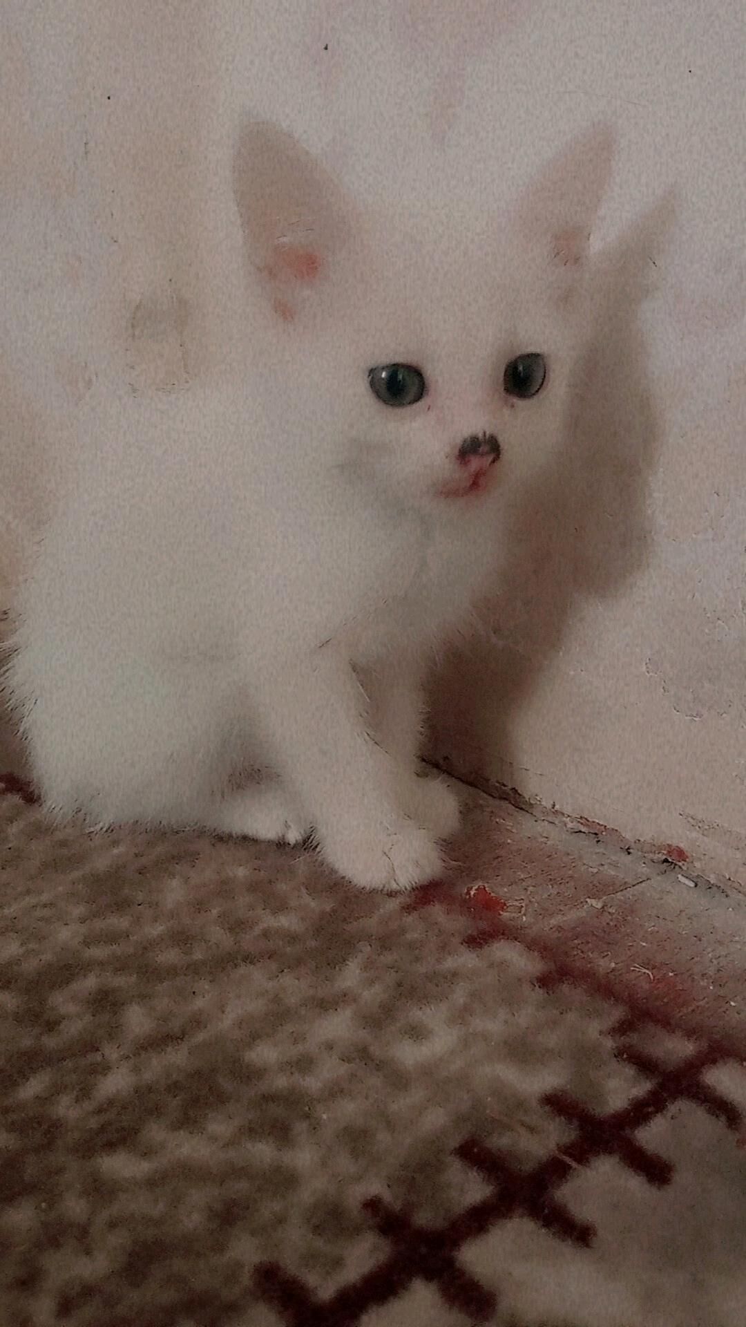 pishik - Daşoguz - img 3