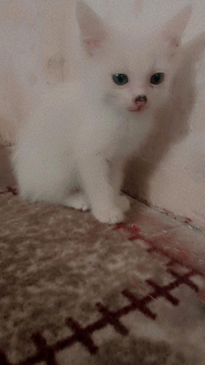 pishik - Daşoguz - img 2