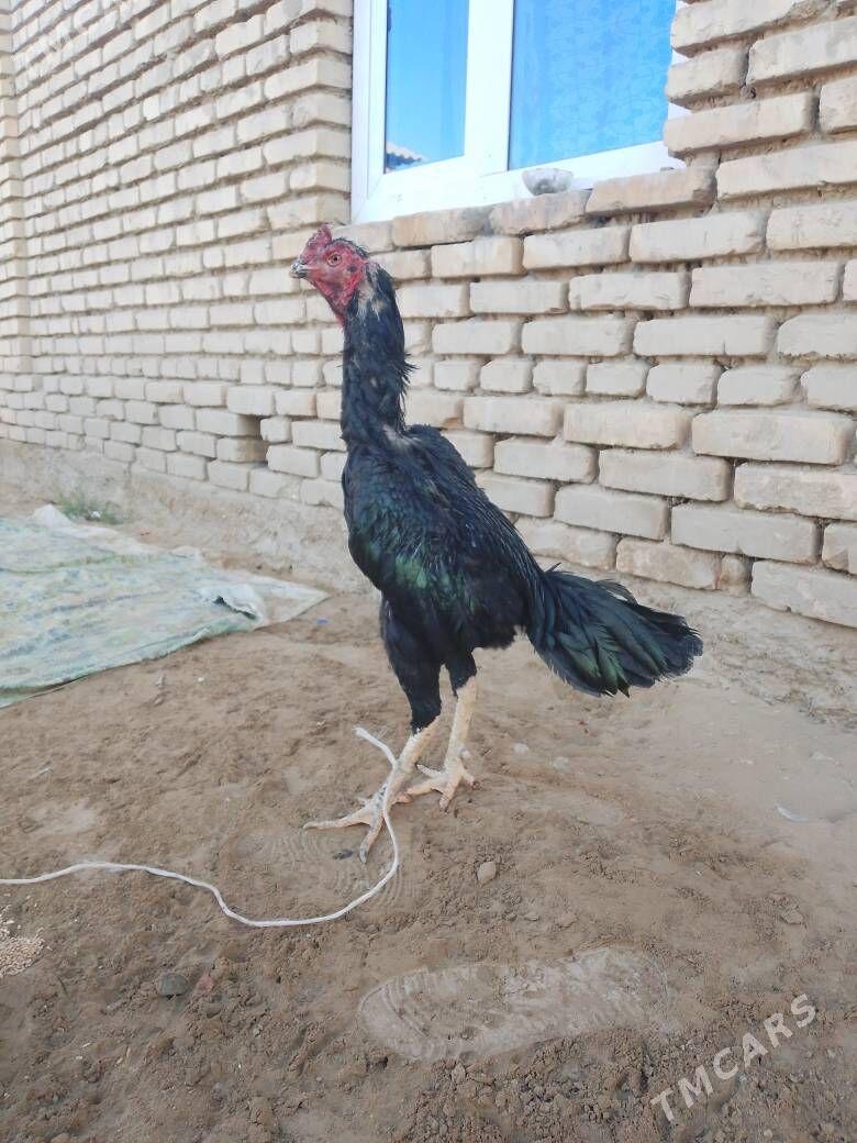 bayes horaz - Mary - img 2