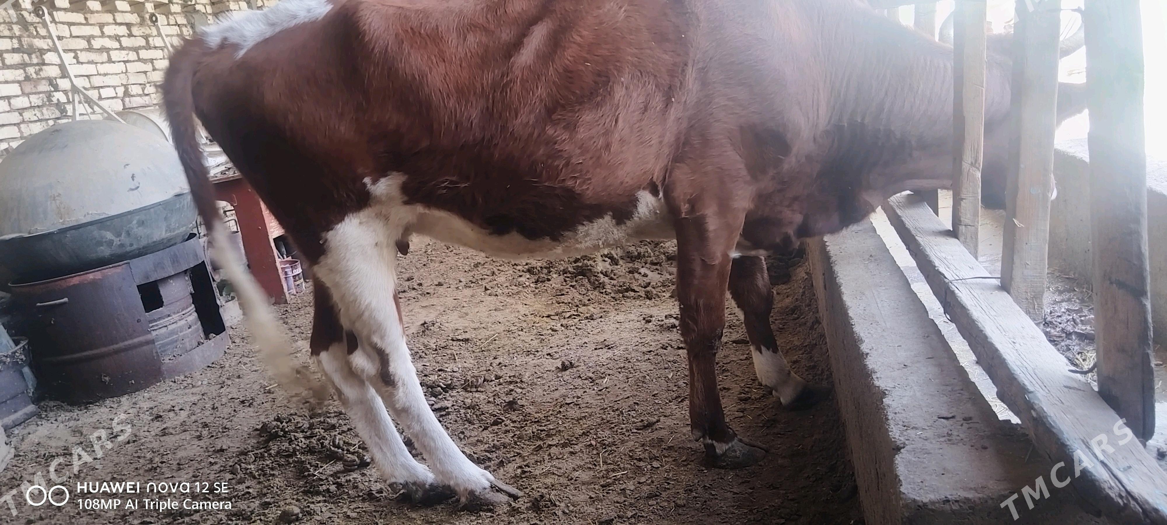 Sygyrr - Babadaýhan - img 3