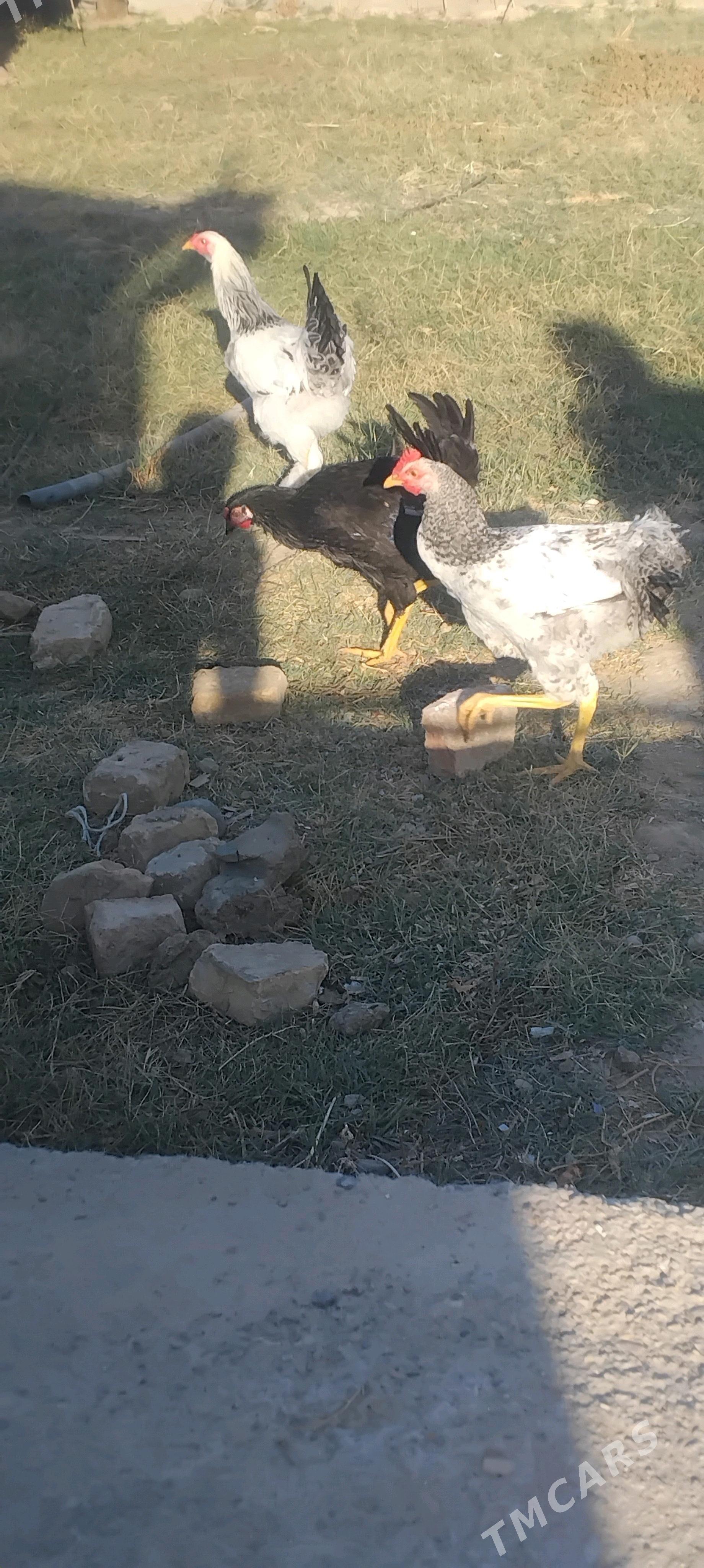 Horazlar Gigant - Wekilbazar - img 1