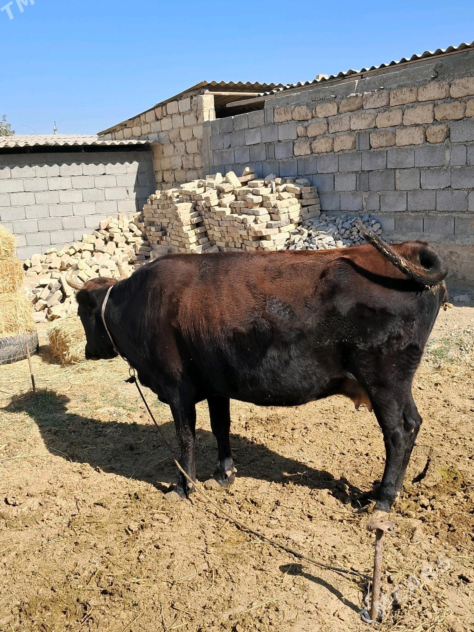 Gysyr sygyr - Гёкдепе - img 2