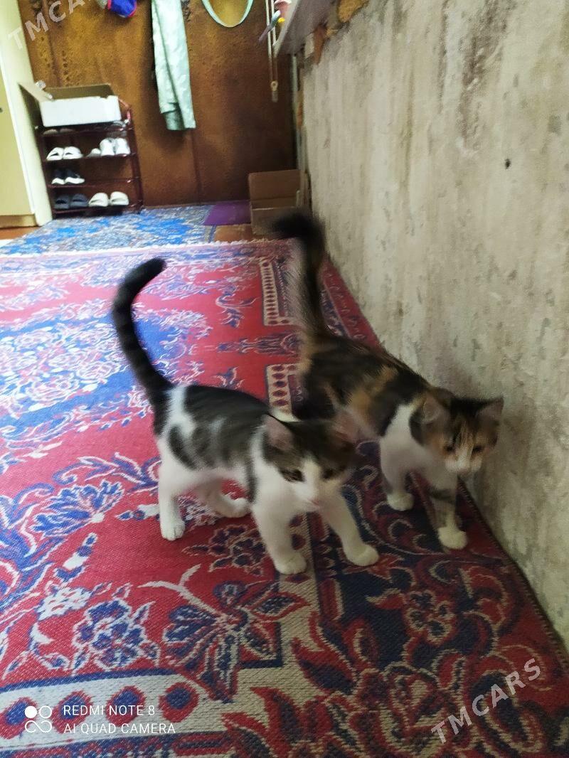 животные - Parahat 1 - img 2