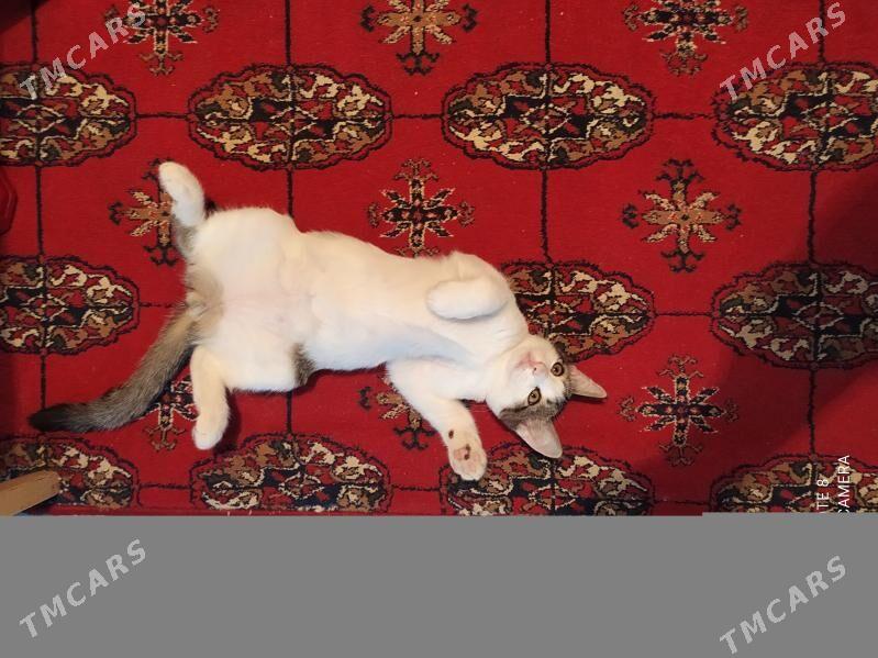 животные - Мир 1 - img 1