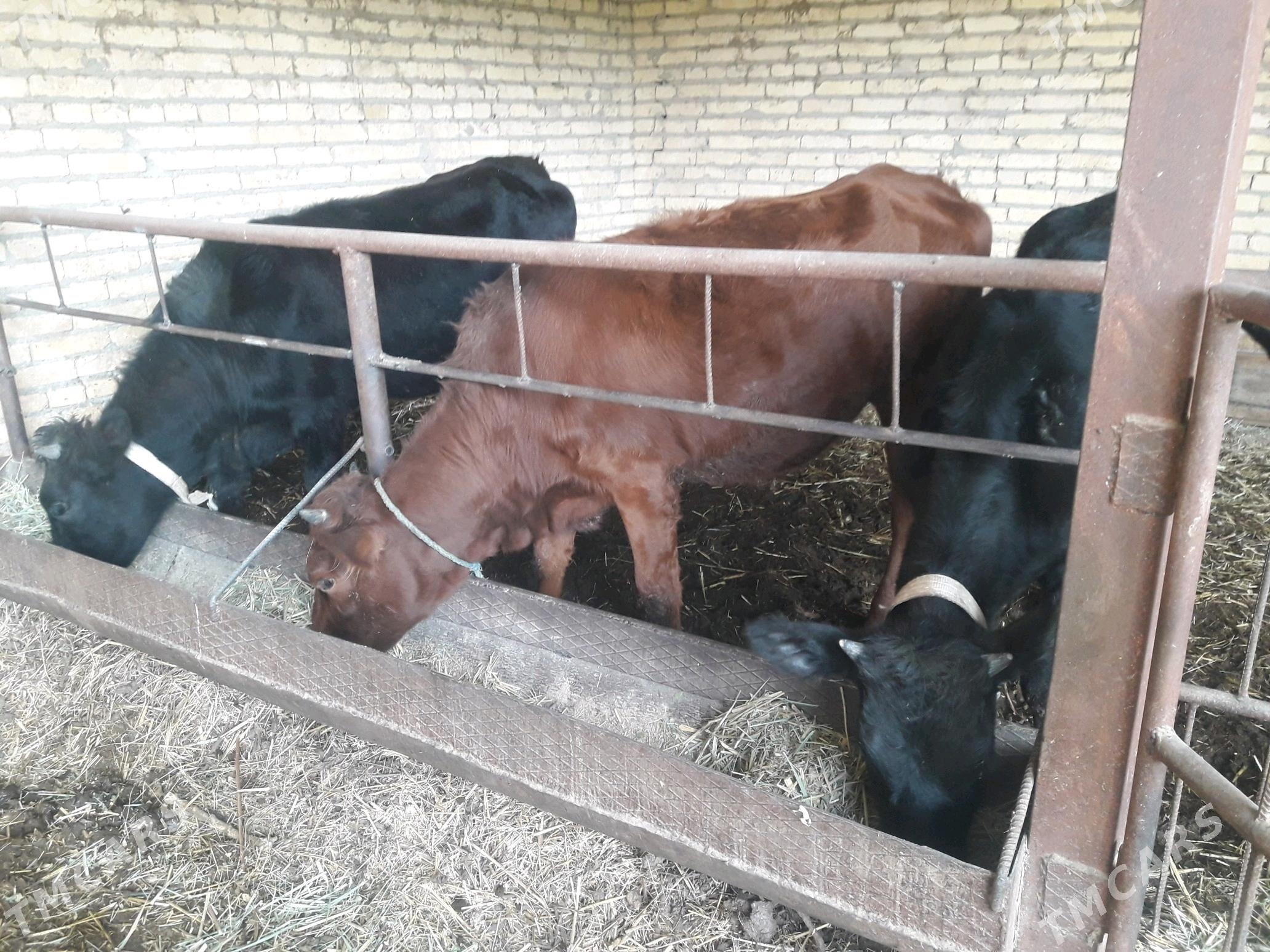 unajynlar - Çärjew - img 1