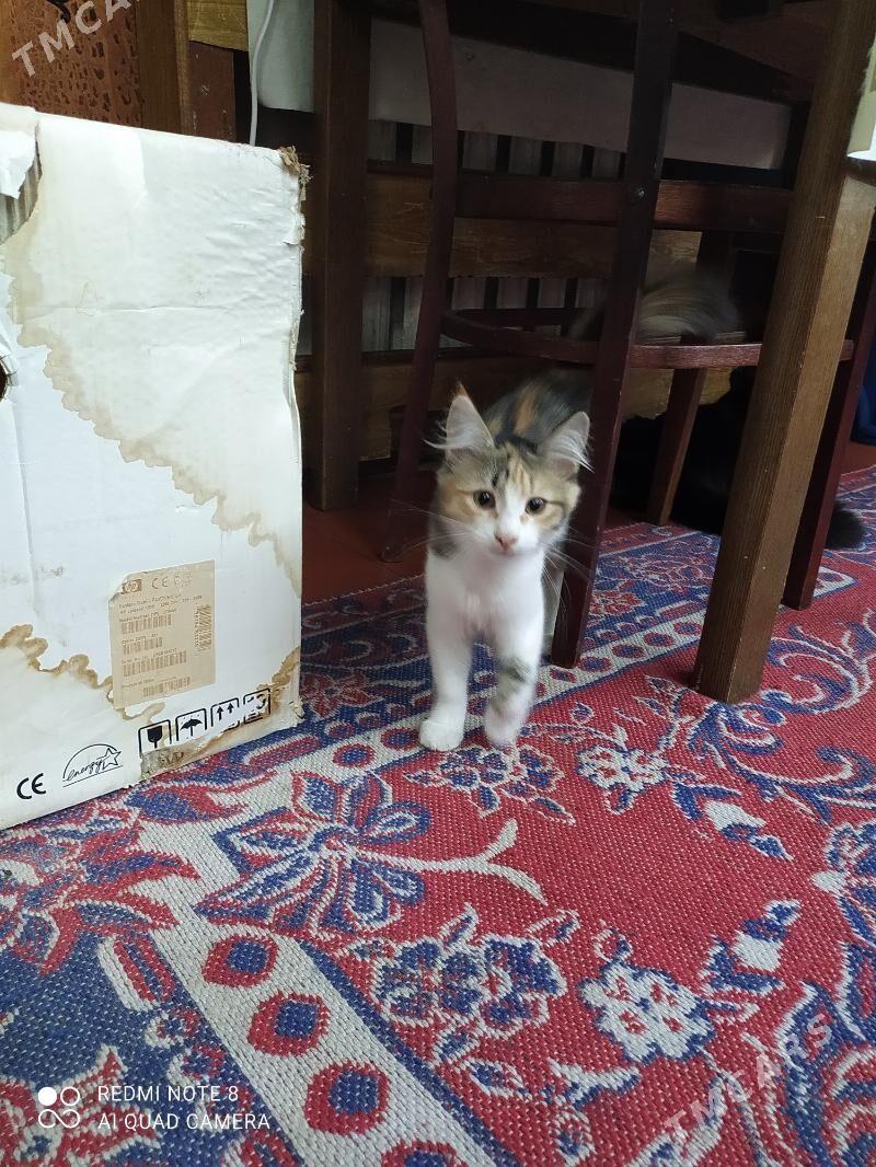 животные - Parahat 1 - img 3