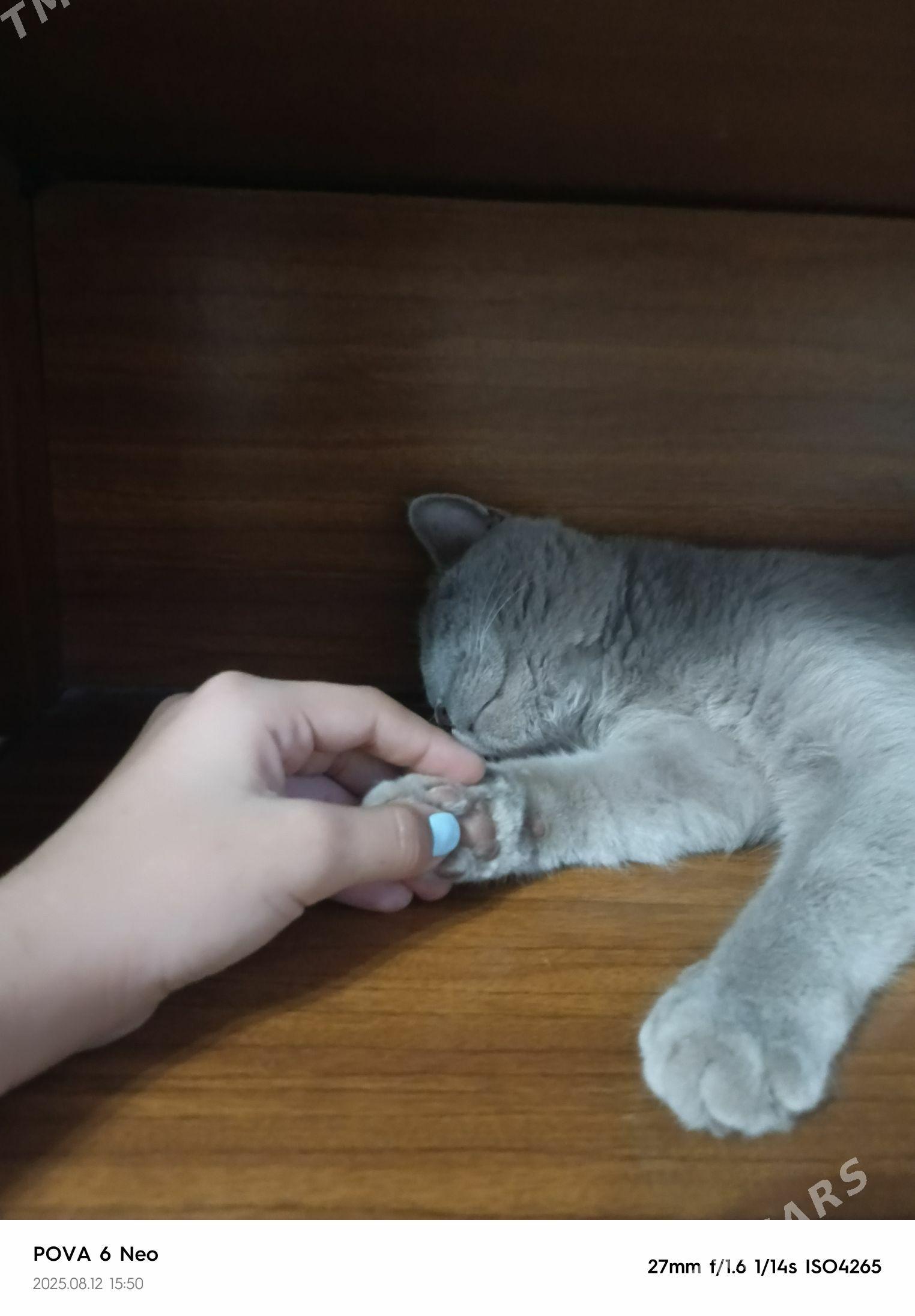 pişik - Murgap - img 1