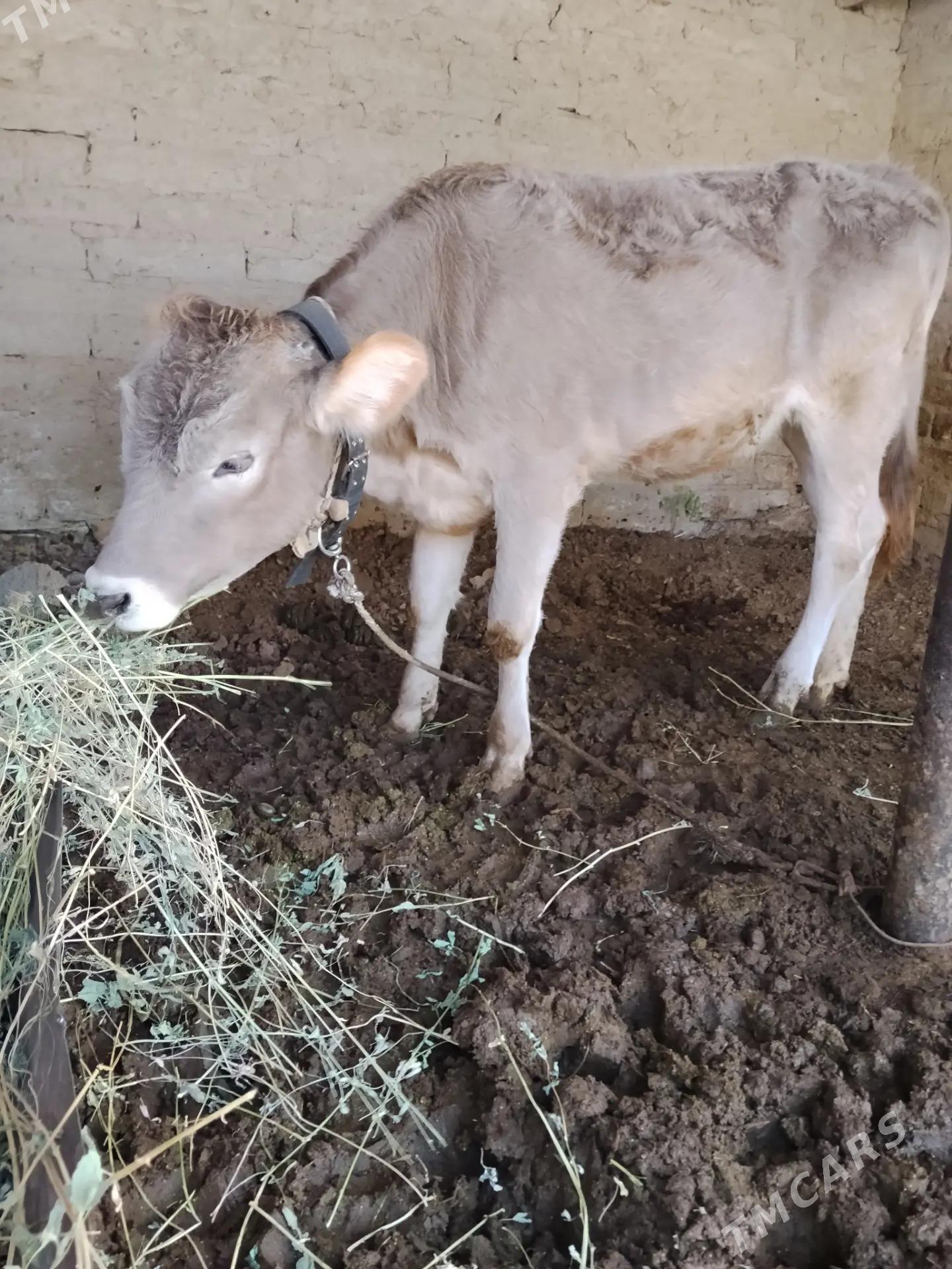 1 yaşan göle - Büzmeýin - img 4