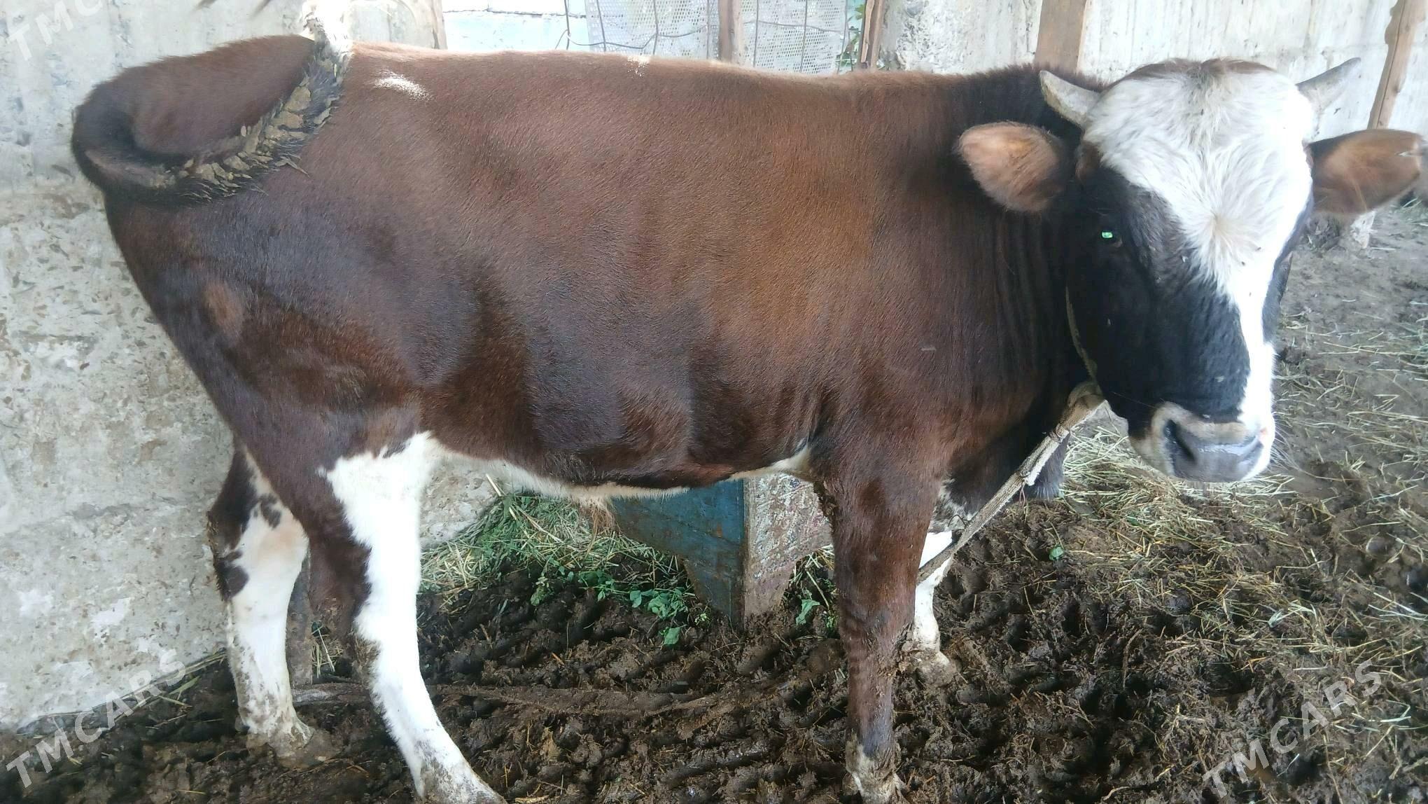 ÖKÜZ - Gökdepe - img 3